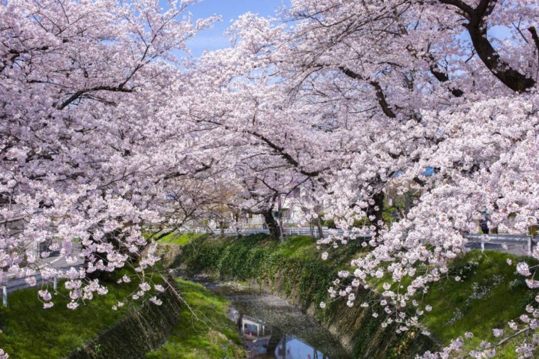 Flowers & Gardens