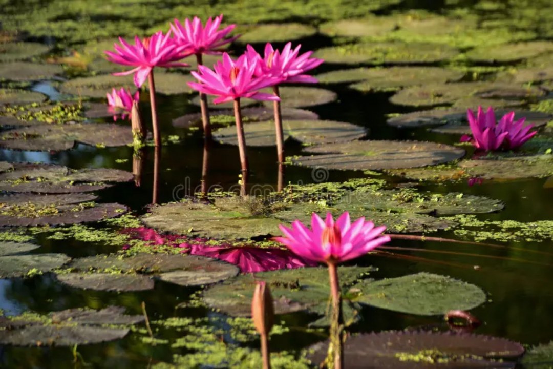 Water Lily Pond Serenity