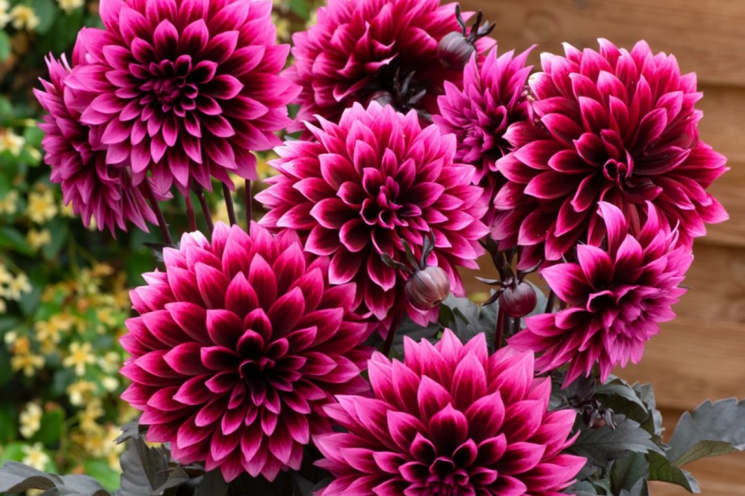 Dahlia Velvet Petals