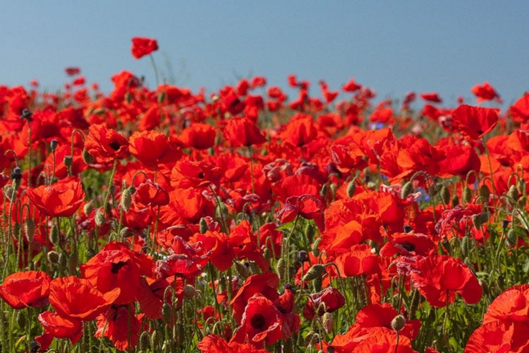 Poppy Meadow in Breeze