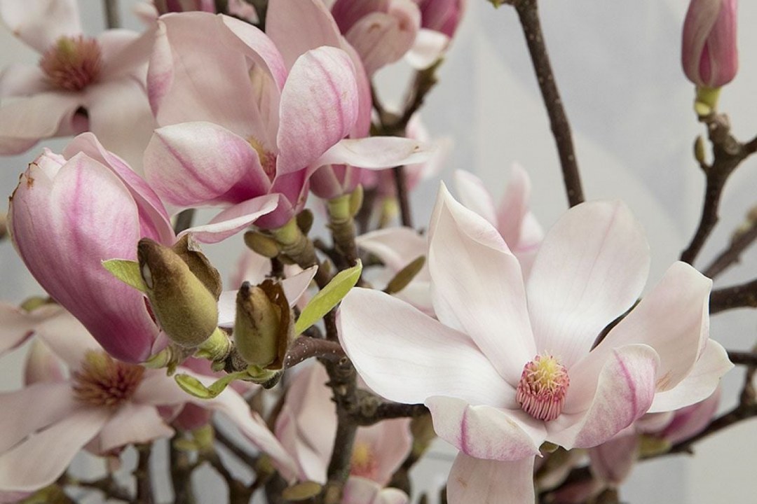 Magnolia Blossoms on Branch