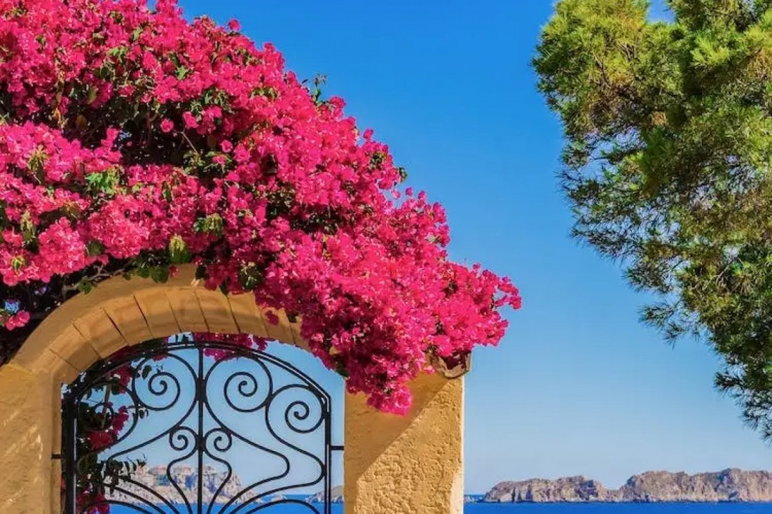 Bougainvillea Mediterranean Arch