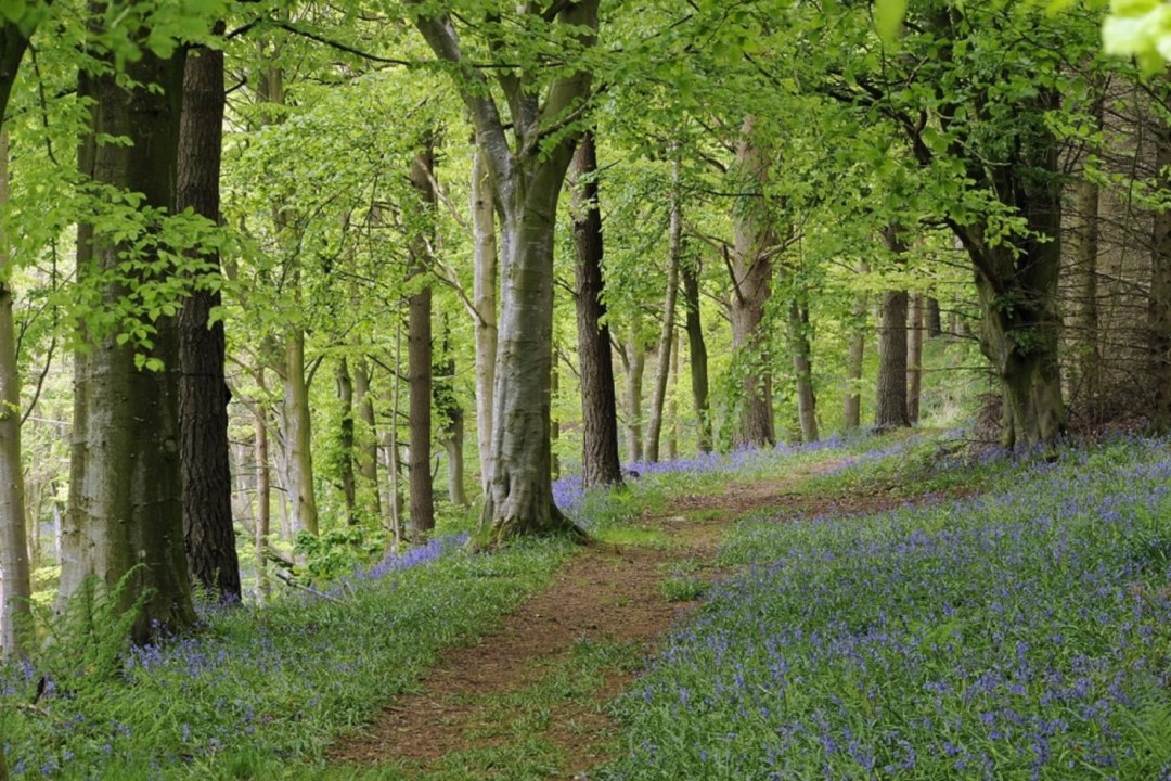 Tranquil Woodland Path