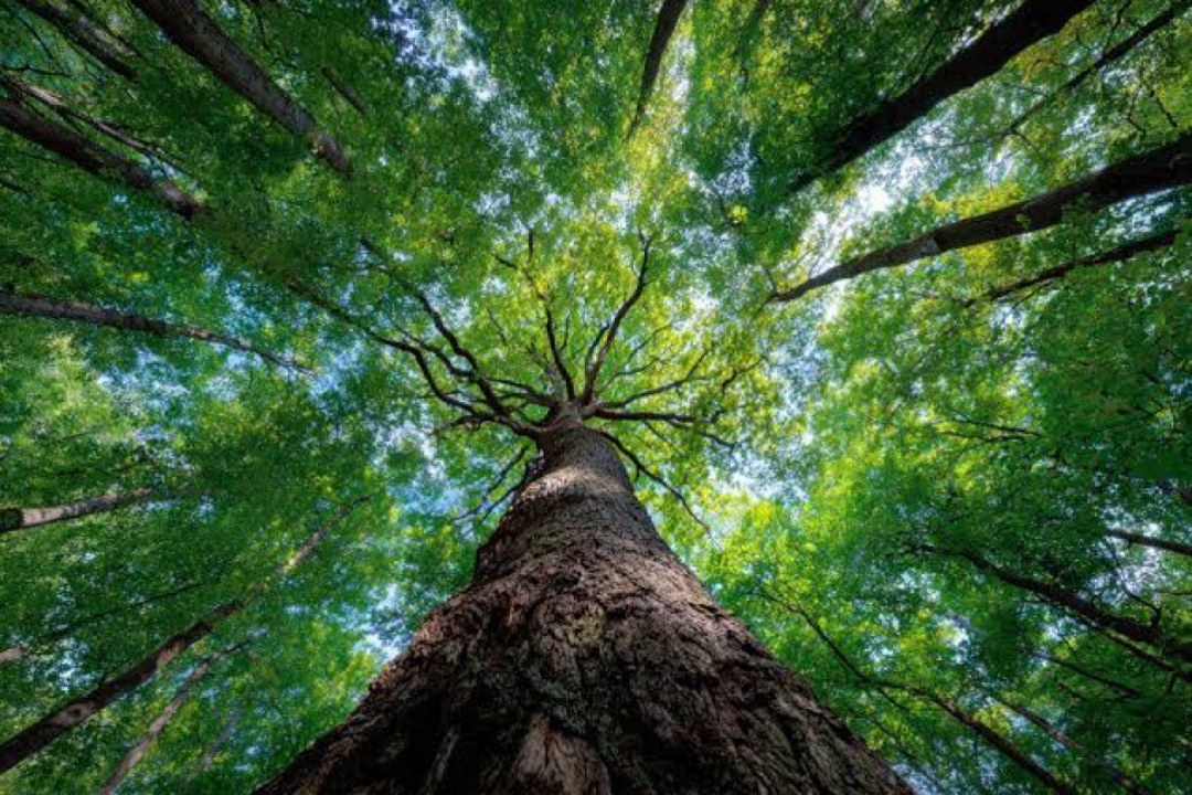 Lush Forest Canopy