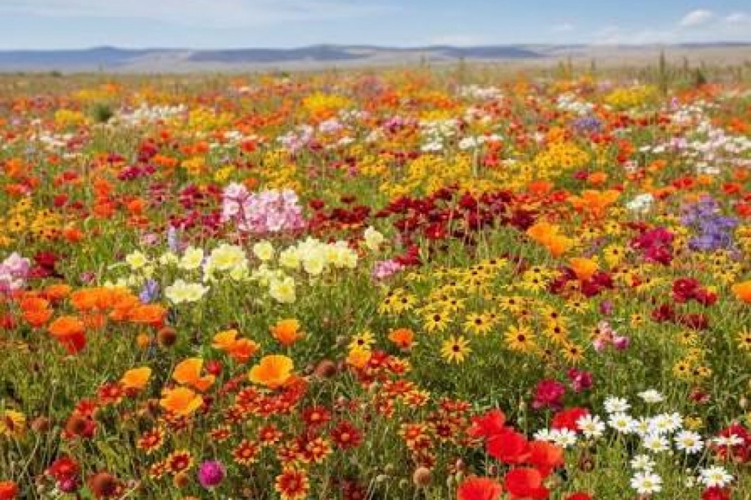 Wildflower Prairie