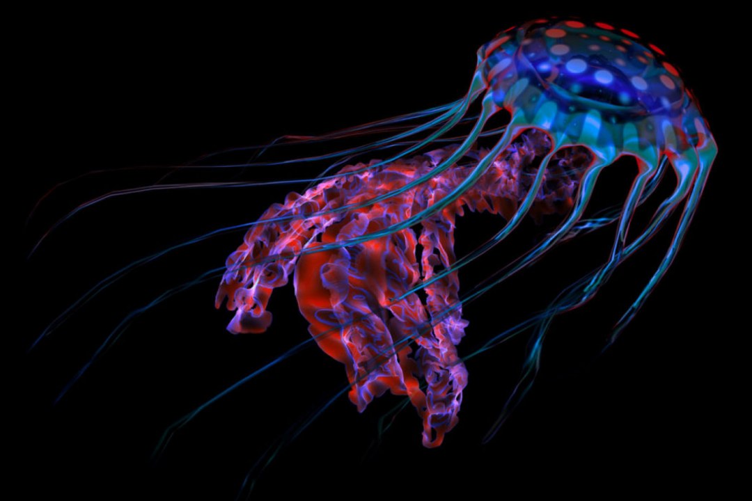 Bioluminescent Jellyfish