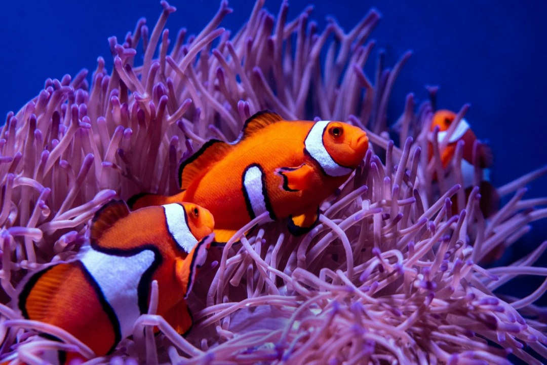 Clownfish Sea Anemone
