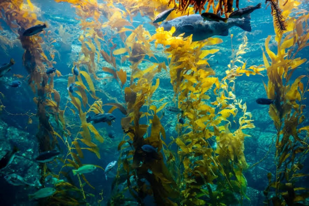 Kelp Forest Ecosystem
