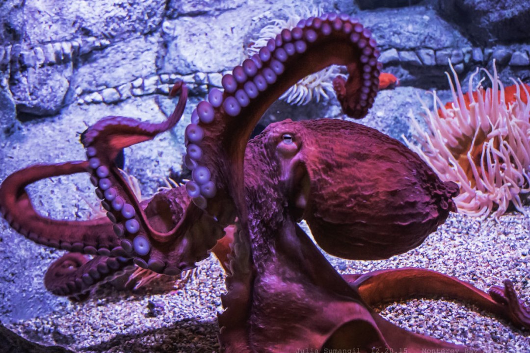 Giant Pacific Octopus