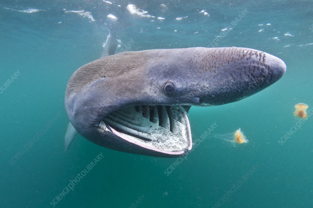 Basking Shark Plankton Feast