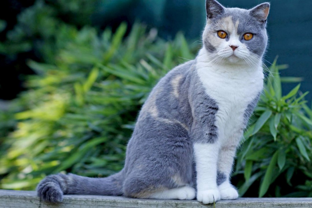 Cute Pets & Companions