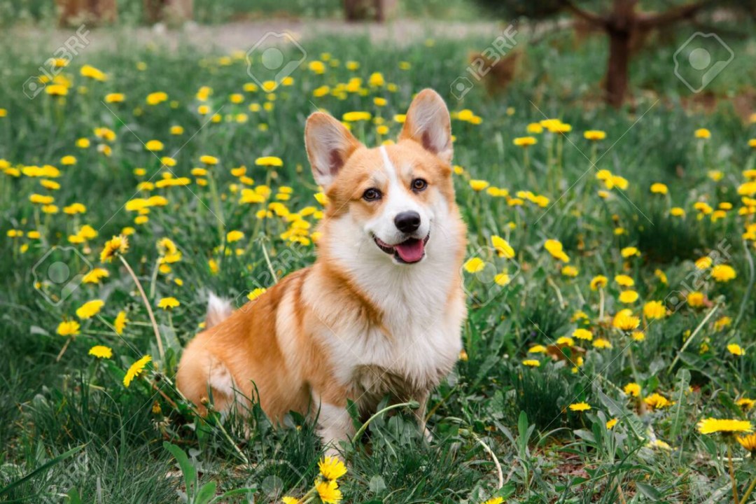Cute Pets & Companions
