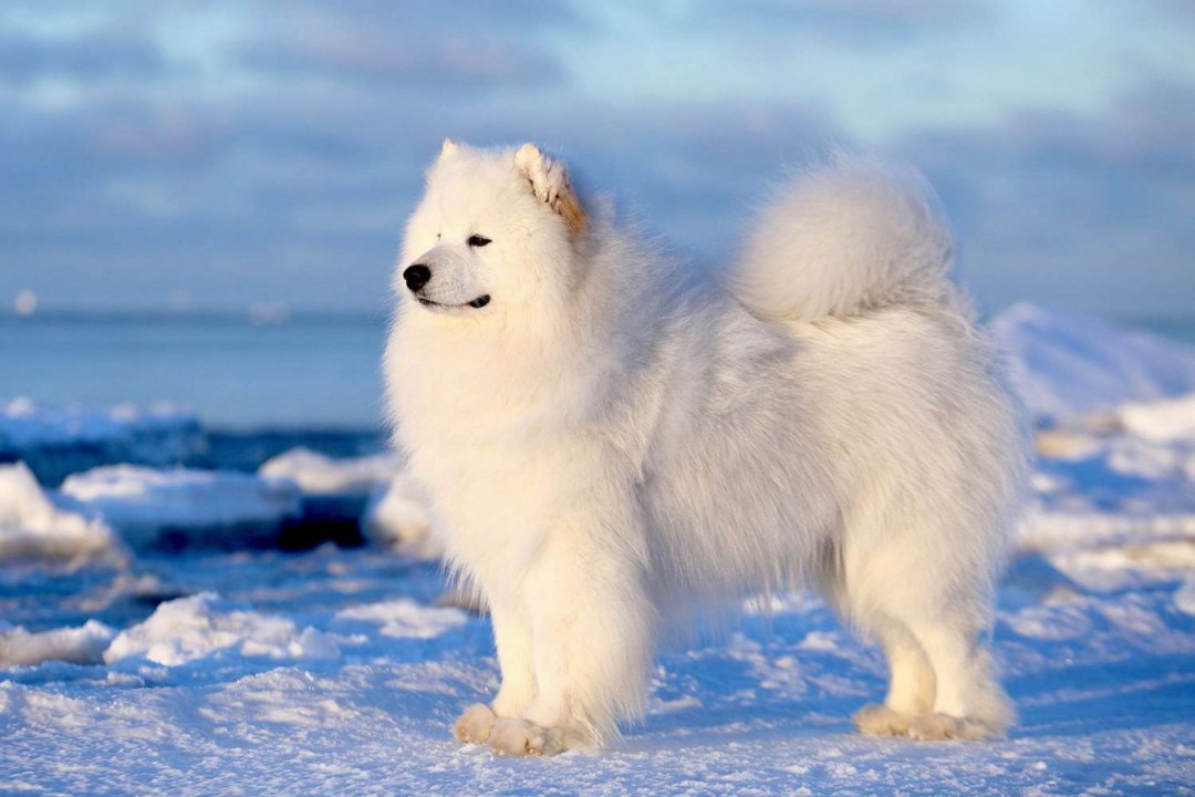 Samoyed White Cloud Dog