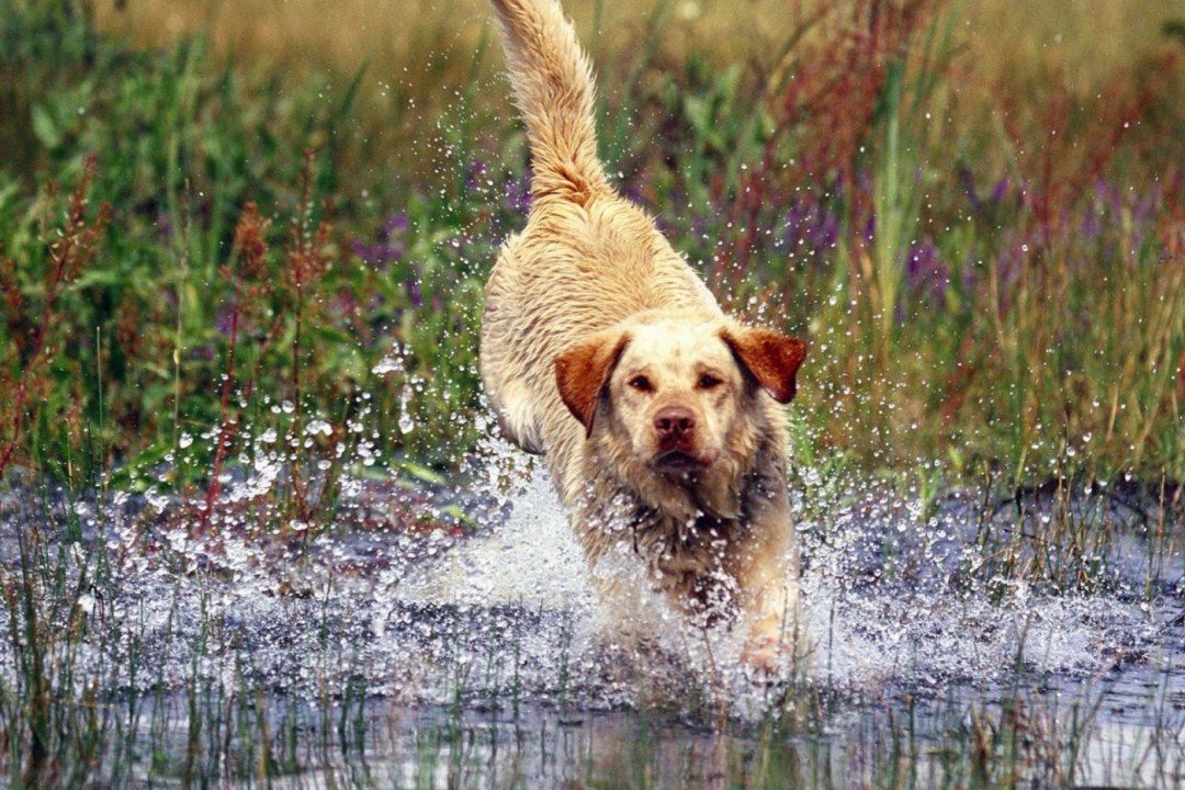 Labrador Retriever Water Splash