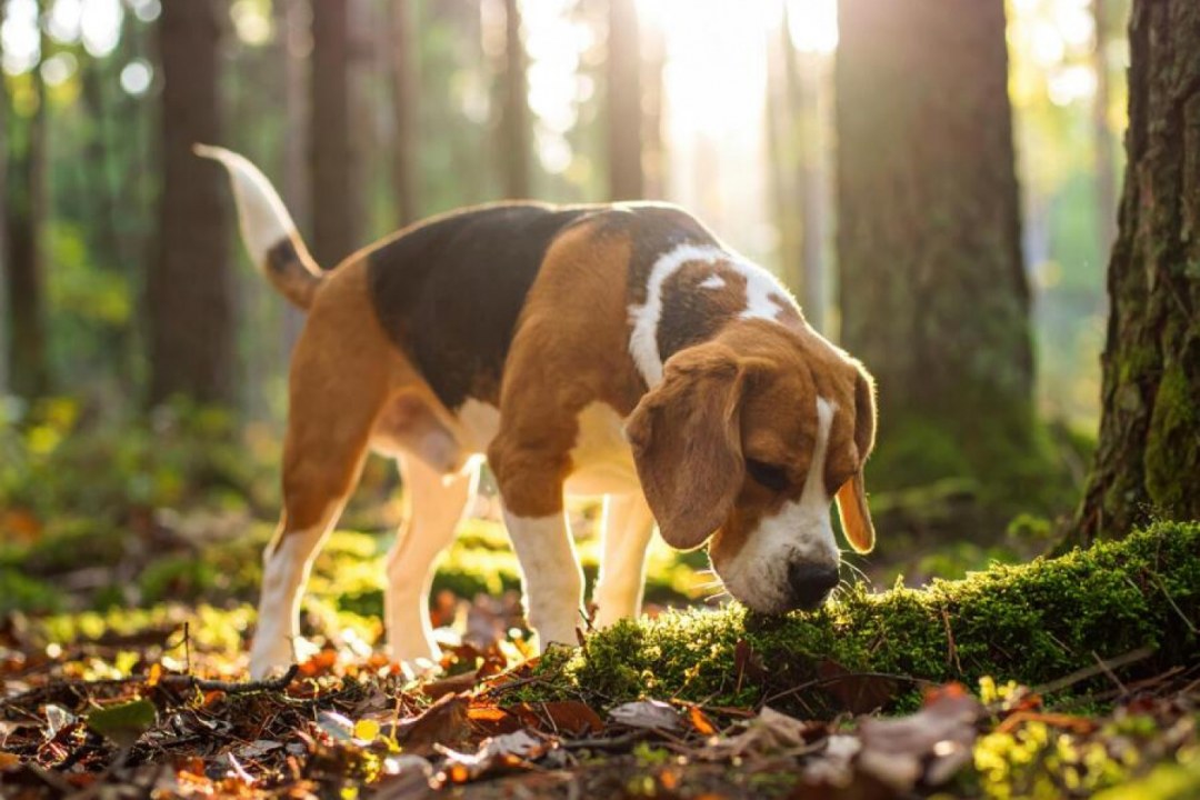 Beagle Forest Trail Sniffer