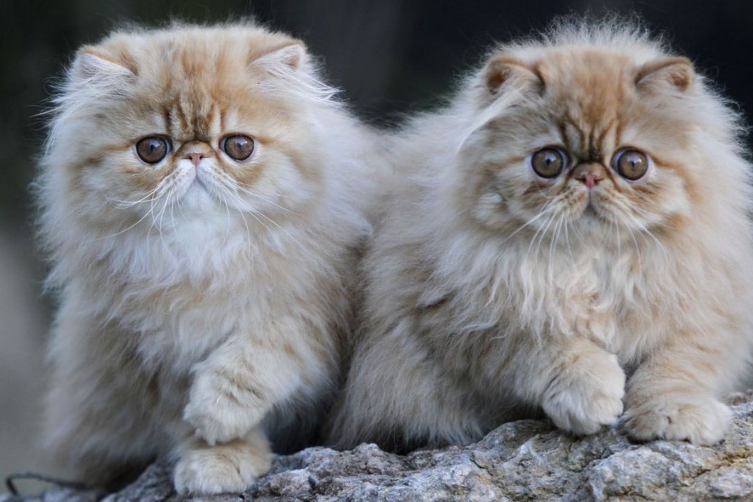 Persian Longhair Royalty