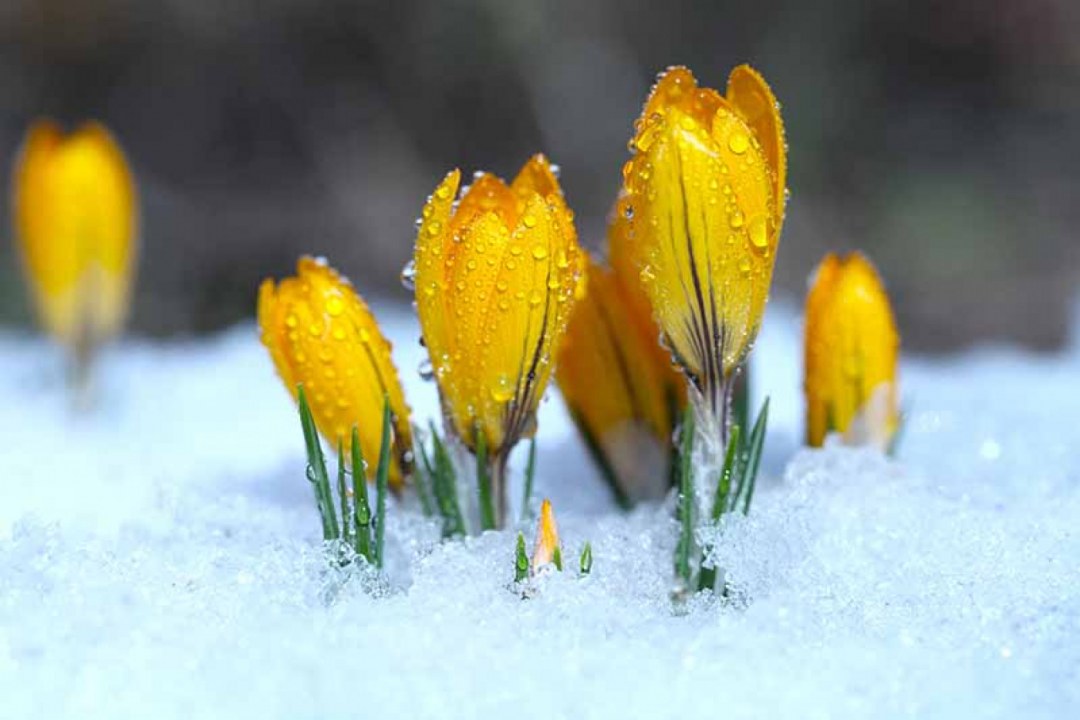 Spring Crocus Pushing Through Snow