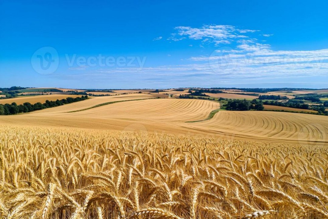 Golden Wheat Harvest Breeze