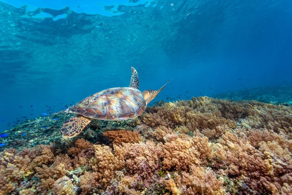 Gili Islands Sea Turtle Sanctuary