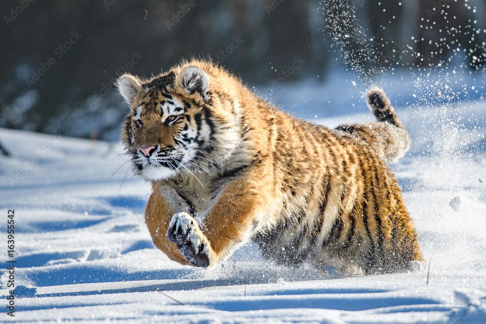 Wildlife & Fauna