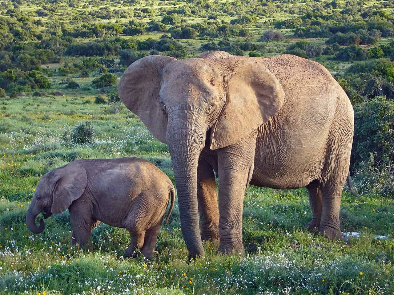Wildlife & Fauna
