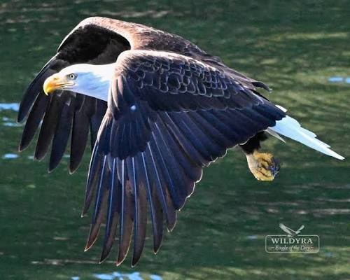 Bald Eagle Gliding