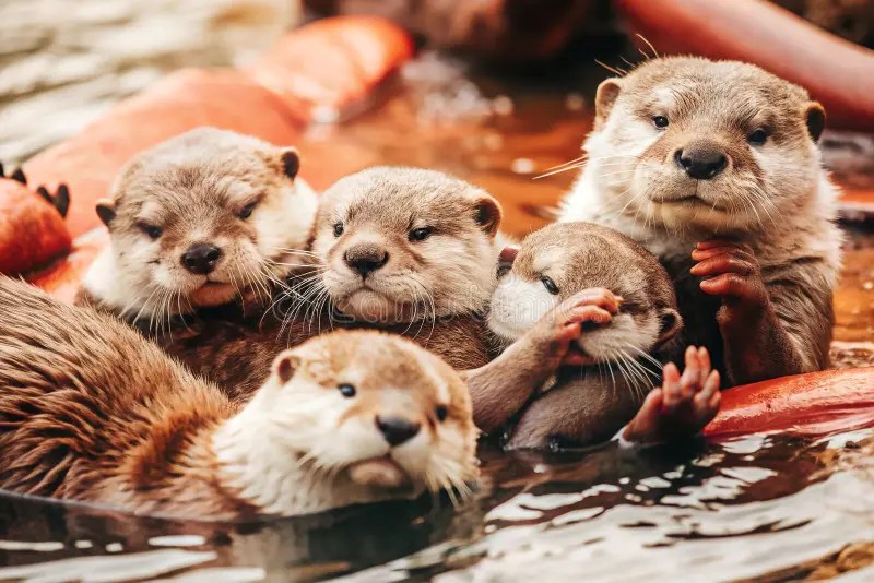 Playful Otter Family