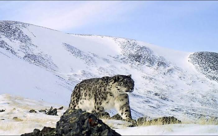 Snow Leopard Majesty
