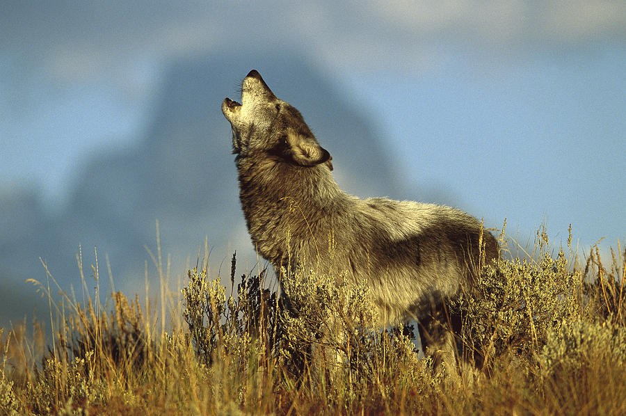 Howling Timber Wolf
