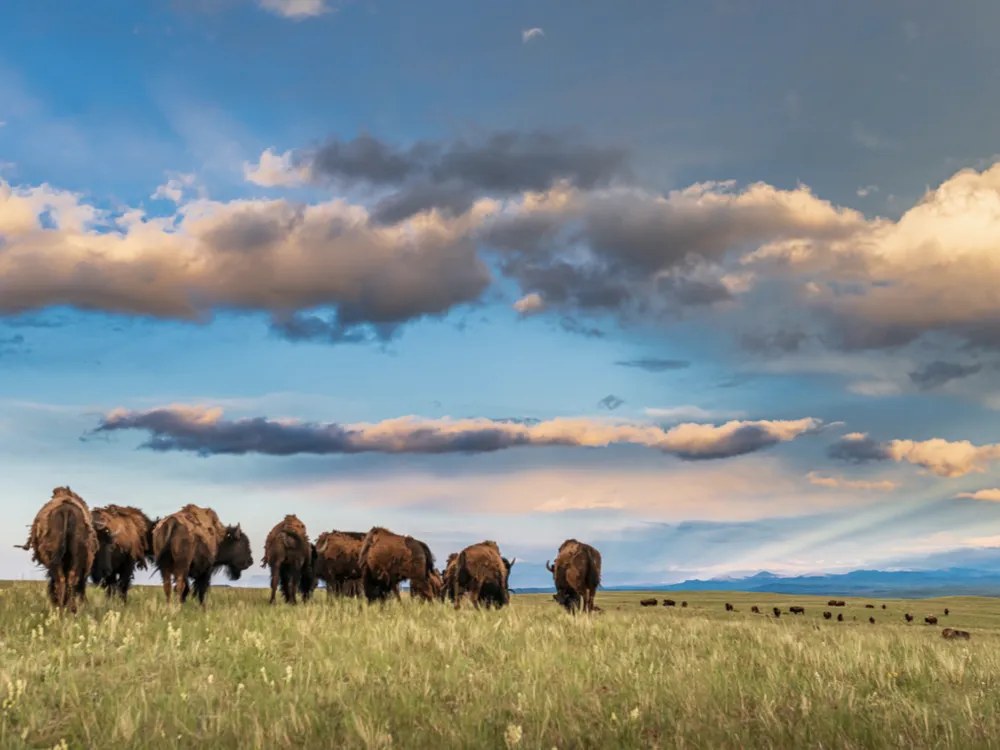 Bison Herd on Prairie