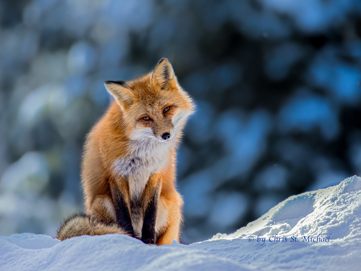 Curious Red Fox