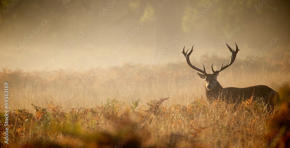 Stag Deer in Mist